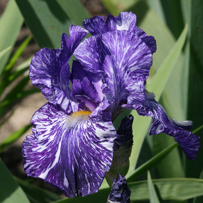 Alpenglow Bearded Iris Collection - Image 4