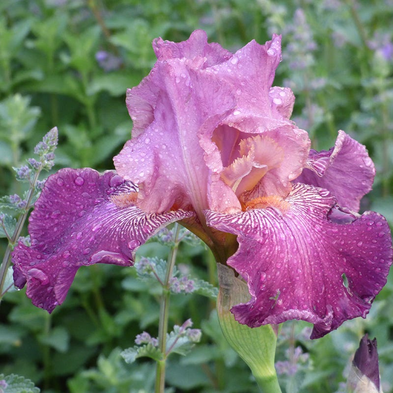 Alpenglow Bearded Iris Collection - Image 5