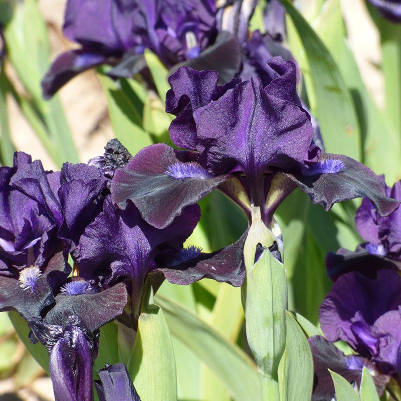 Black Lightning Bearded Iris - Image 2