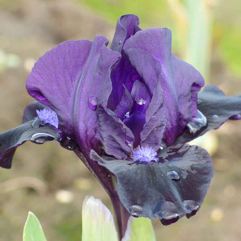 Black Lightning Bearded Iris - Image 3