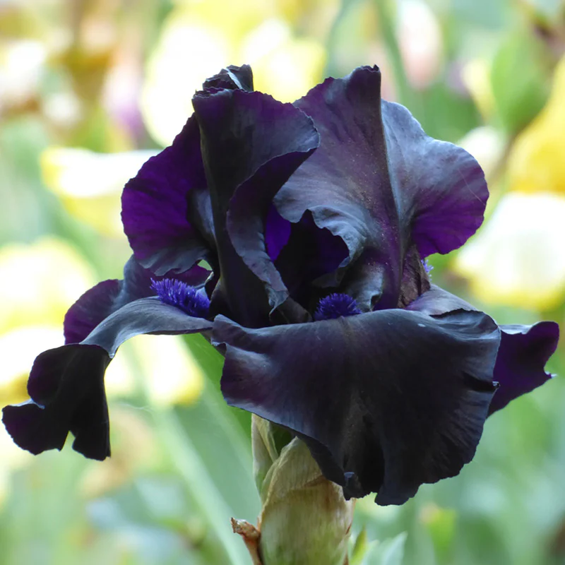 Mountain Shadows Bearded Iris Collection - Image 5