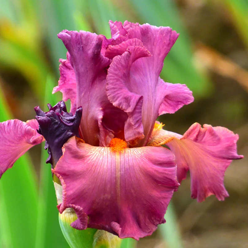 Dame de Coeur Bearded Iris - Image 2