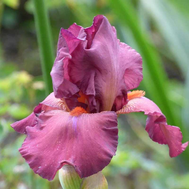 Desert Sky Bearded Iris Collection - Image 3