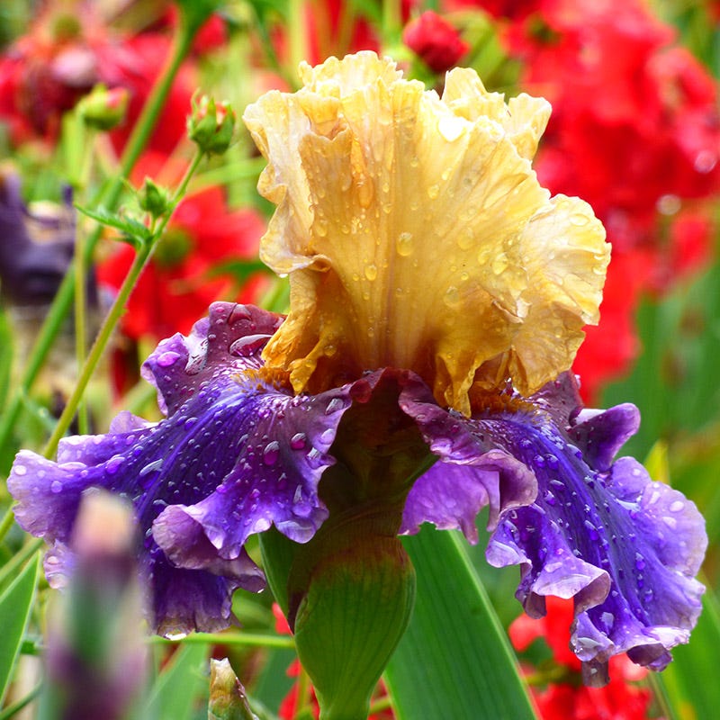 Reblooming Bearded Iris Collection - Image 5