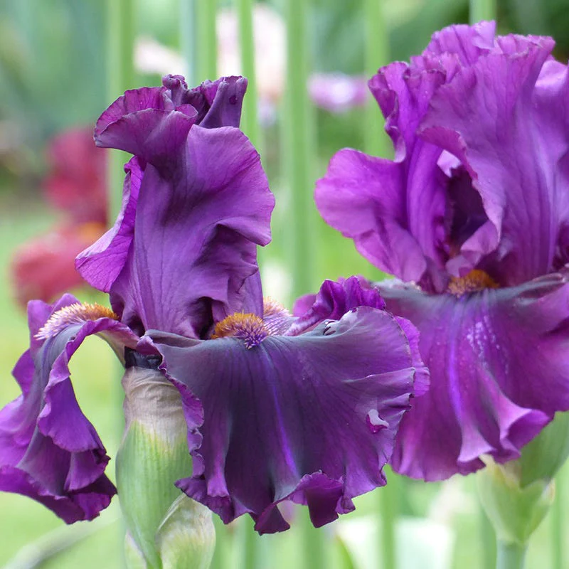For Veronica Bearded Iris - Image 2