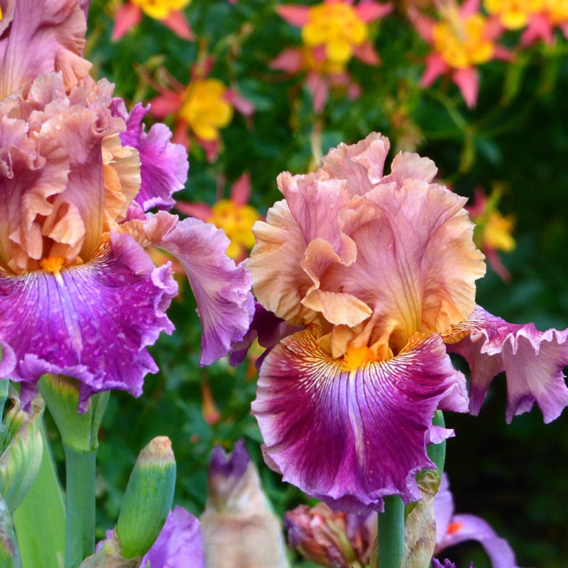 Funday Monday Bearded Iris - Image 2