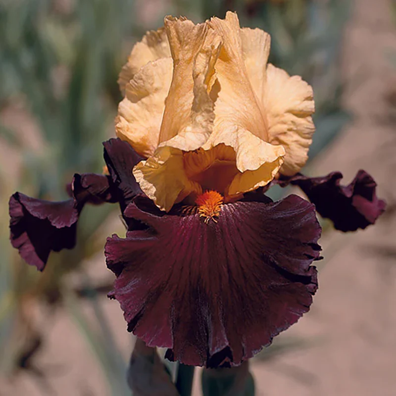 Idol Bearded Iris - Image 2