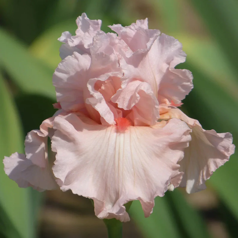 Alpenglow Bearded Iris Collection - Image 6