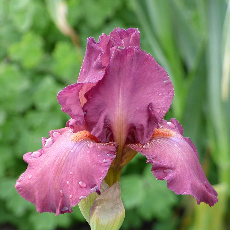 Lady Friend Bearded Iris - Image 3