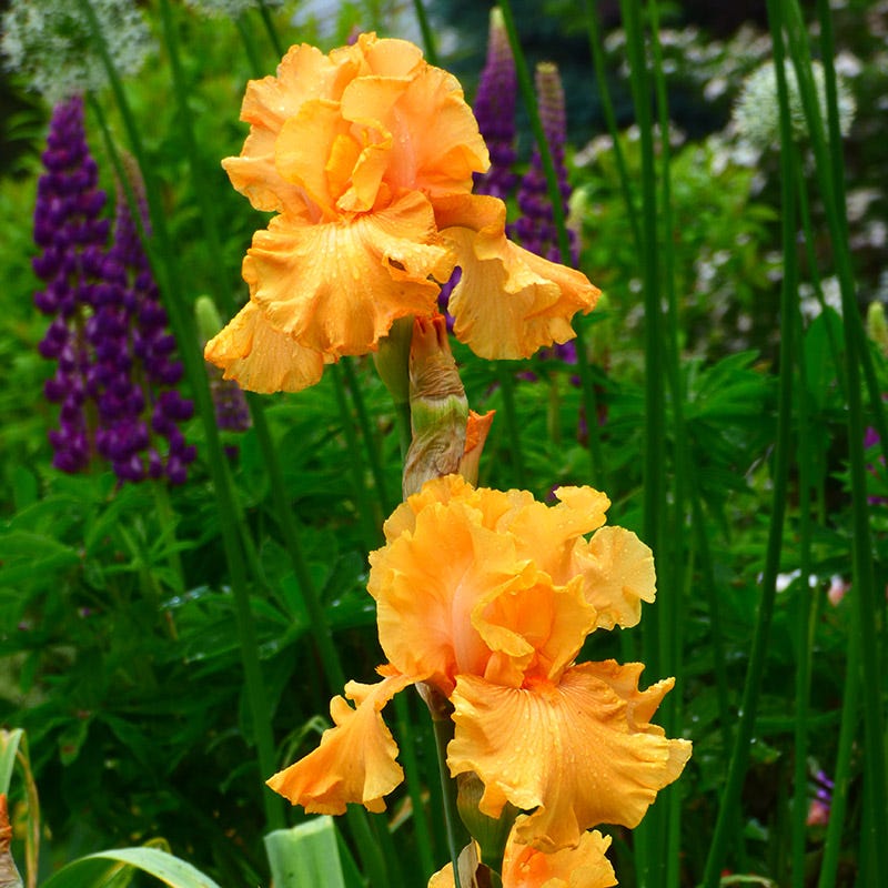 Mango Entrée Bearded Iris - Image 2