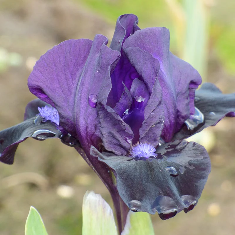 Mountain Shadows Bearded Iris Collection - Image 3