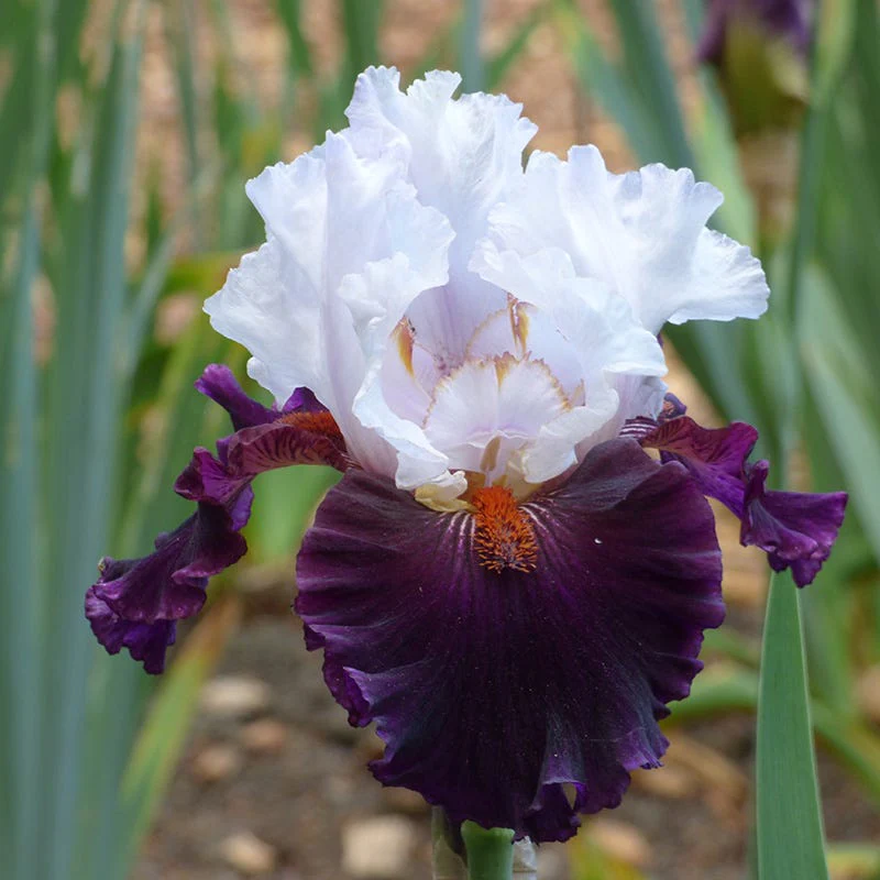 Mountain Shadows Bearded Iris Collection - Image 4