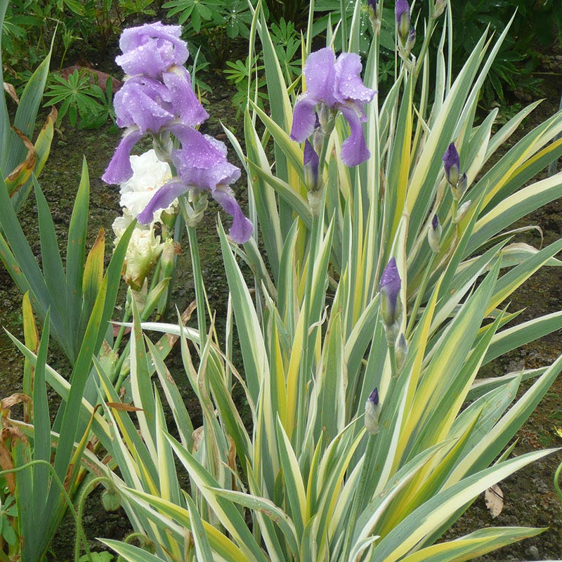 Gold Variegated Sweet Iris - Image 3