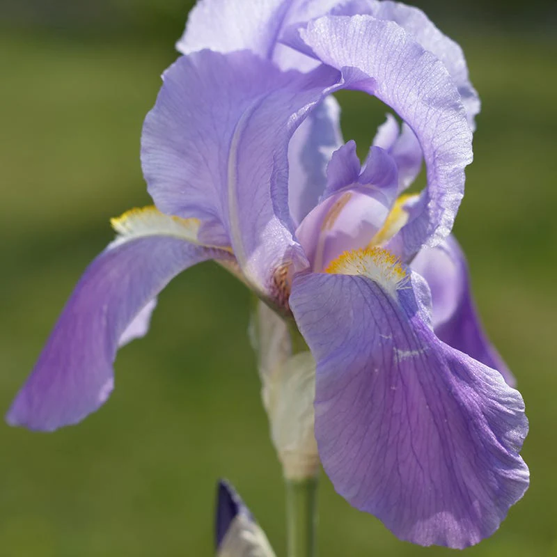 Gold Variegated Sweet Iris - Image 4