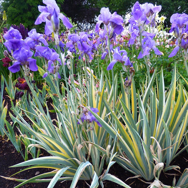 Gold Variegated Sweet Iris - Image 5