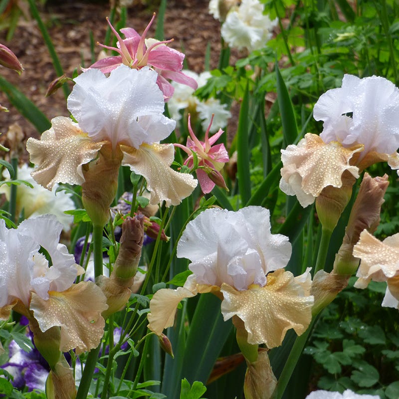 Reblooming Bearded Iris Collection - Image 3