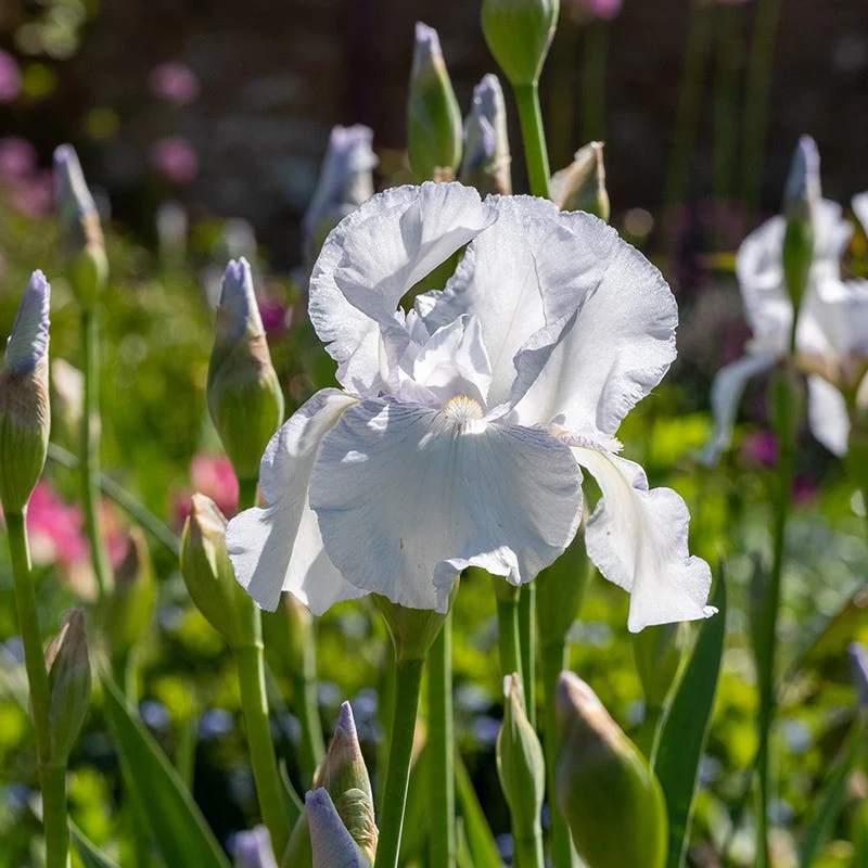 Reblooming Bearded Iris Collection - Image 4