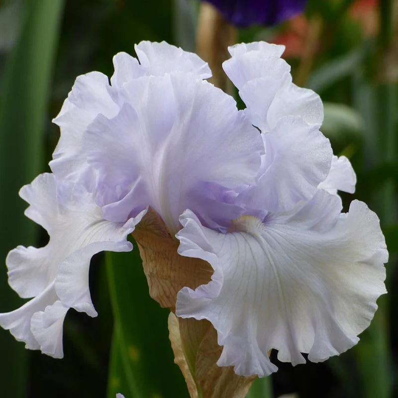 Silverado Bearded Iris - Image 2
