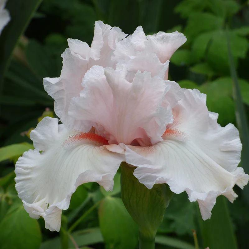 Society Page Bearded Iris - Image 2