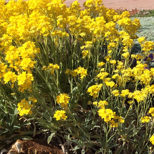 Beneficial Bug Wildflower Seed Mix - Image 4