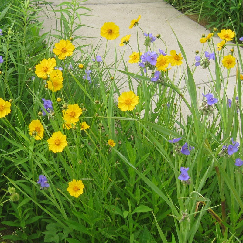 Lanceleaf Coreopsis Seeds - Image 2