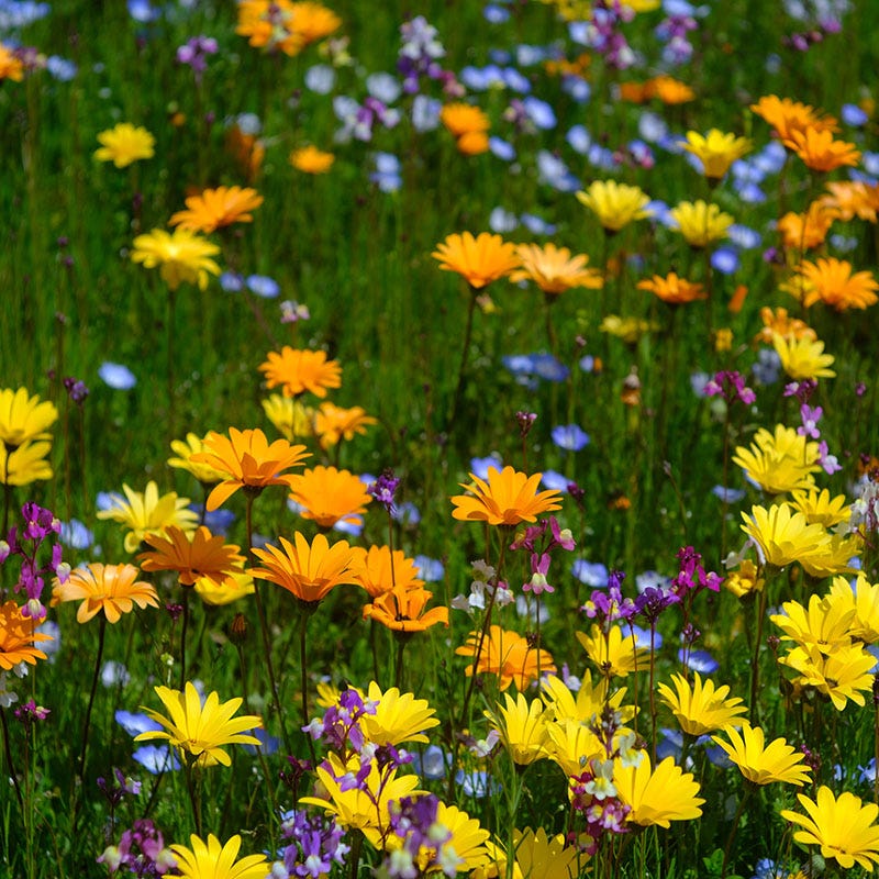 African Daisy Seeds - Image 2