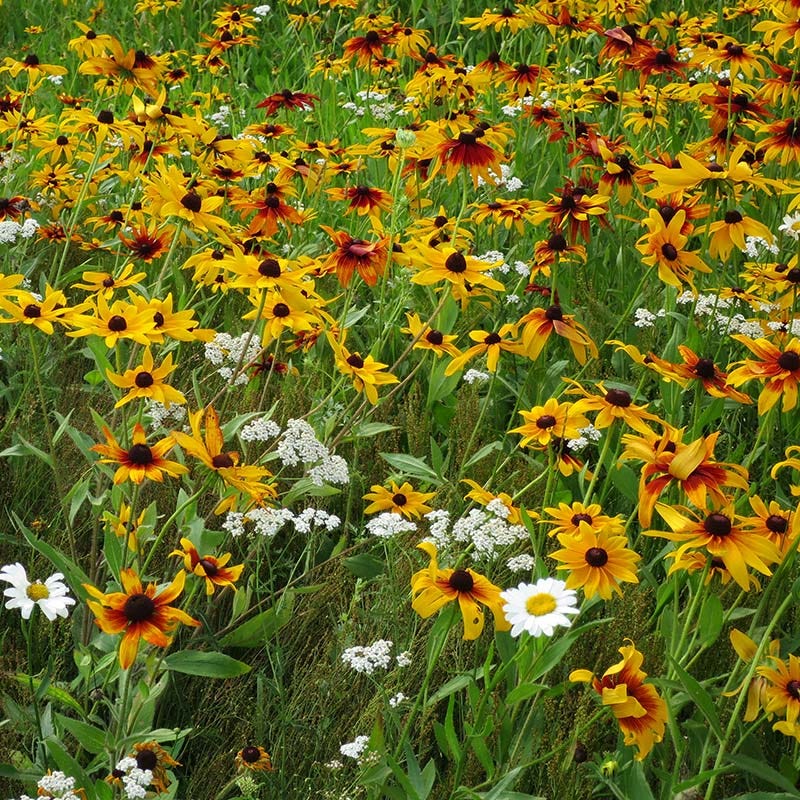 Dry Area Wildflower Seed Mix - Image 4