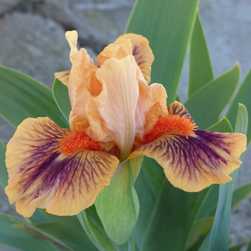 Bear's Ears Dwarf Bearded Iris - Image 2