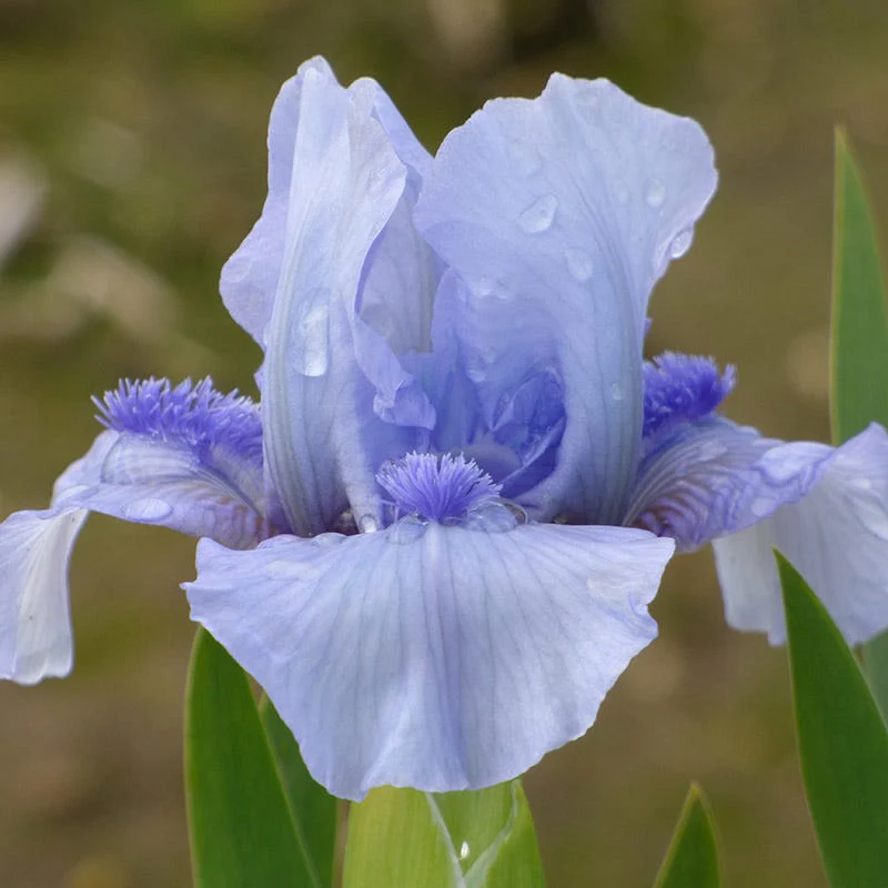 Reblooming Bearded Iris Collection - Image 6