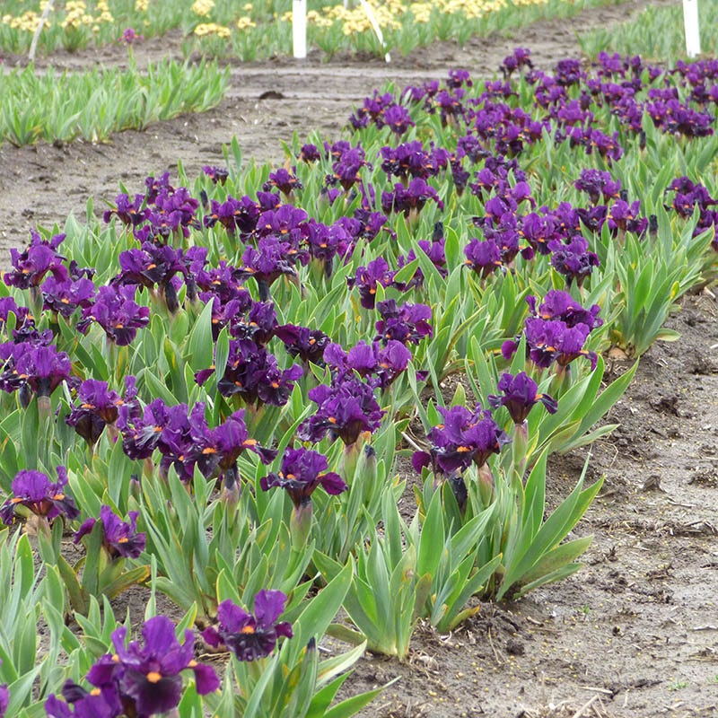 Sharp Dressed Boy Dwarf Bearded Iris - Image 3