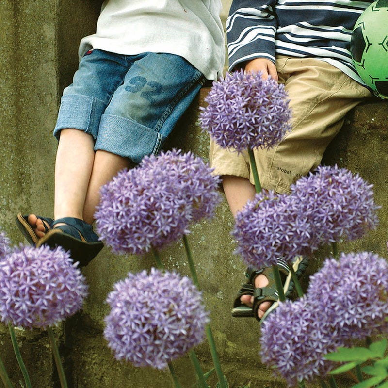 Gladiator Allium - Image 3