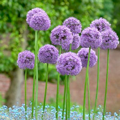 Gladiator Allium - Image 4