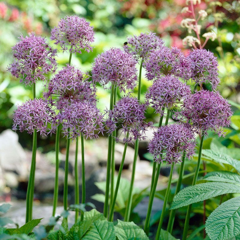 Violet Beauty Allium - Image 3