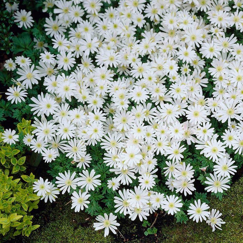White Splendour Anemone - Image 2