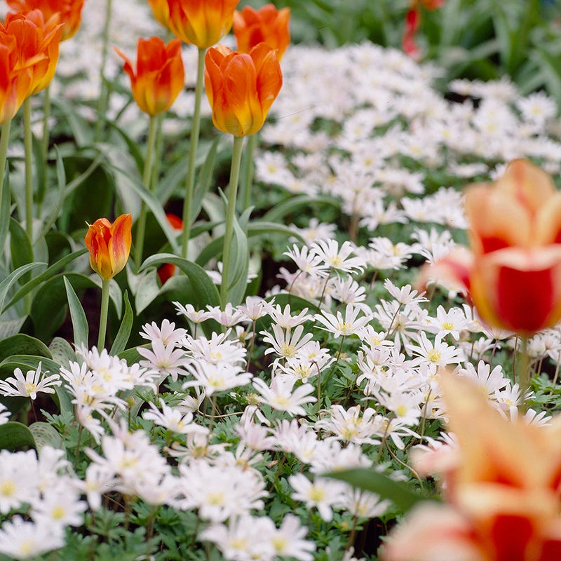 White Splendour Anemone - Image 3