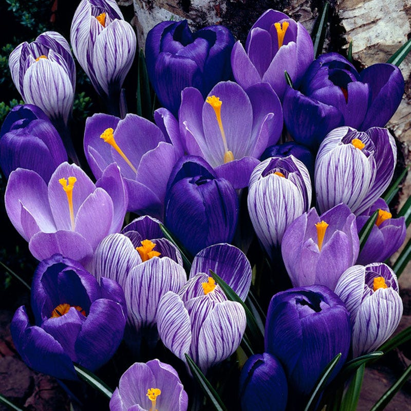 Blue Moon Dutch Crocus Mix