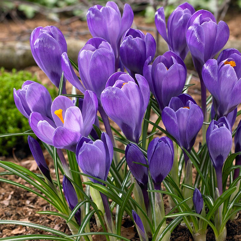 Blue Moon Dutch Crocus Mix - Image 3