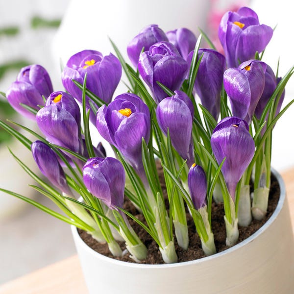 Remembrance Dutch Crocus - Image 5