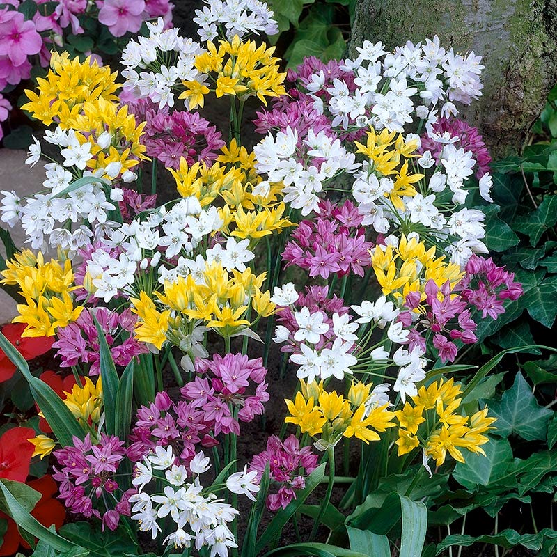 Endless Allium Bulb Collection - Image 4