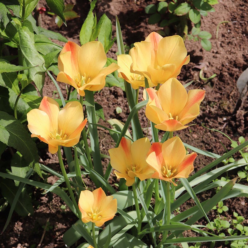 Magic Carpet Bulb Collection - Image 5