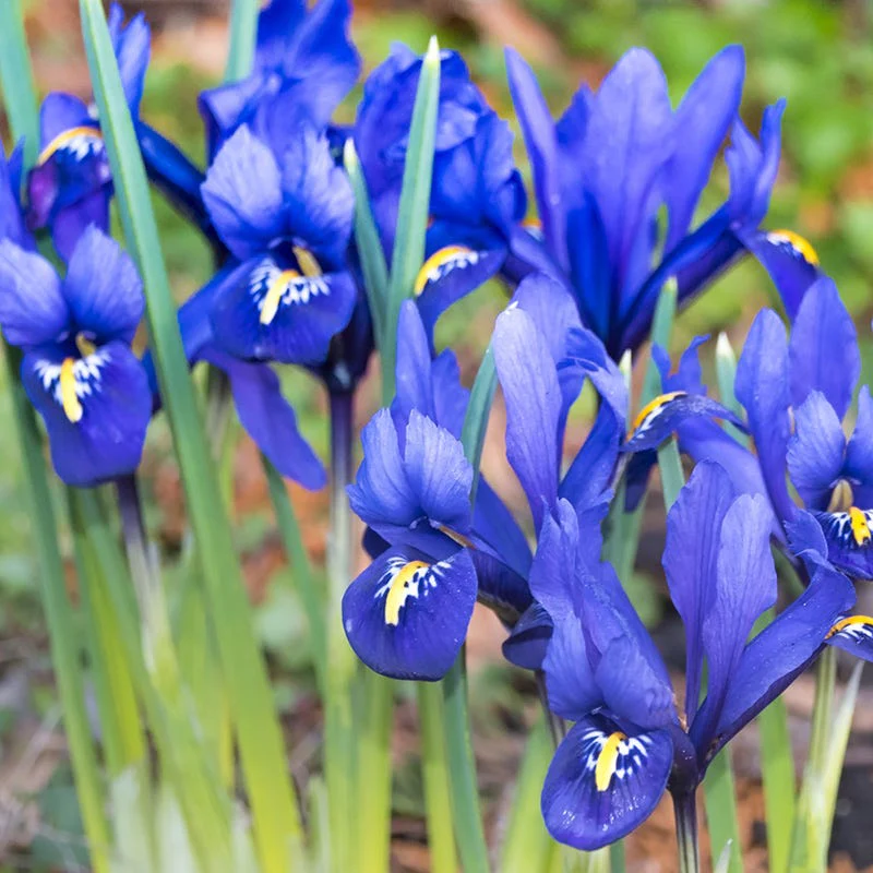 Wildflower Iris Bulb Collection - Image 3