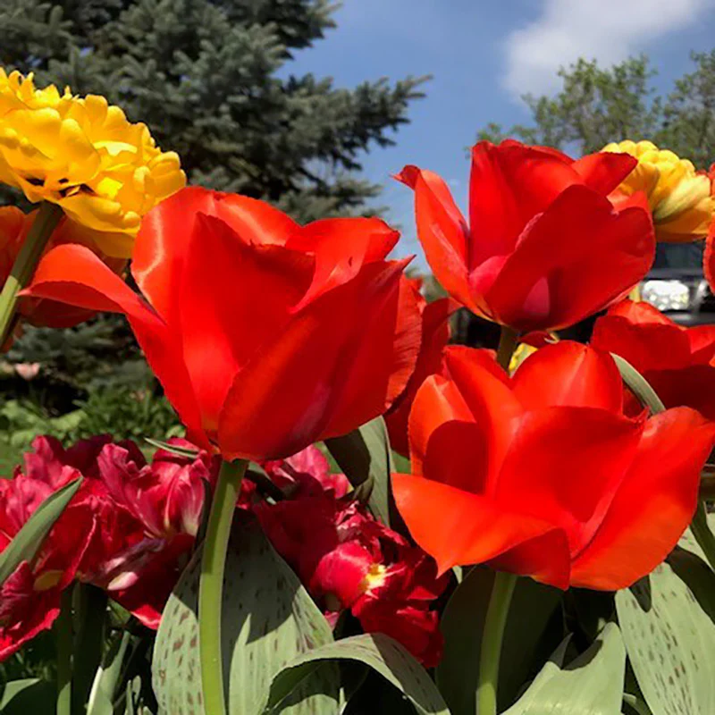 Casa Grande Rock Garden Tulip - Image 2
