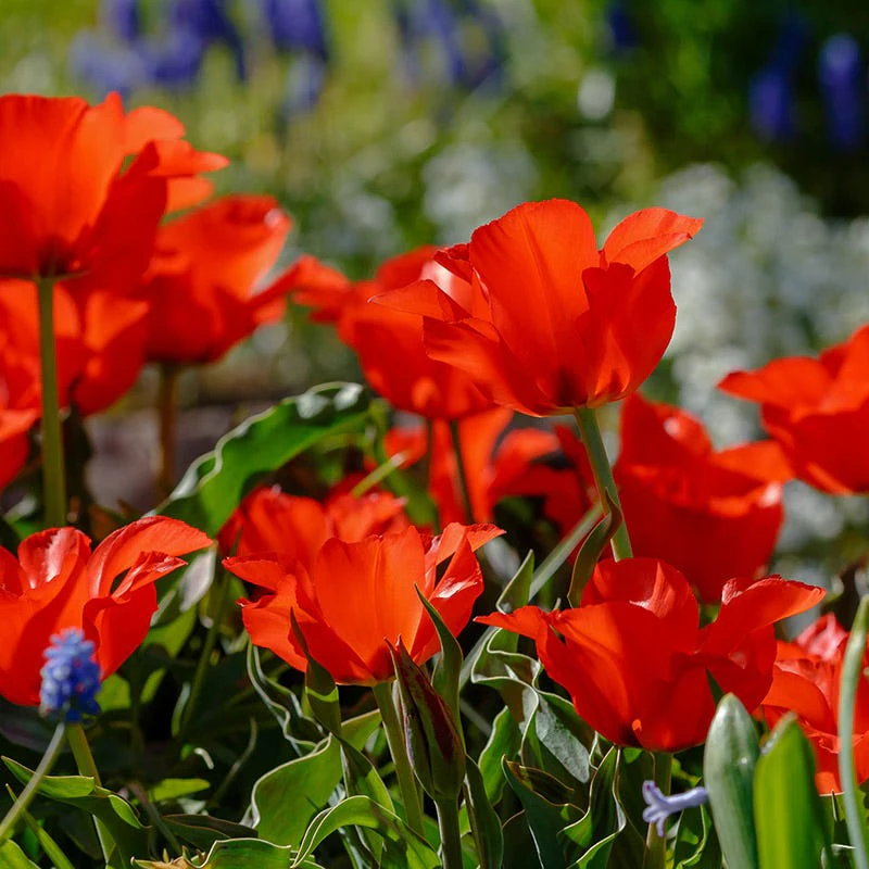 Red Riding Hood Rock Garden Tulip - Image 4