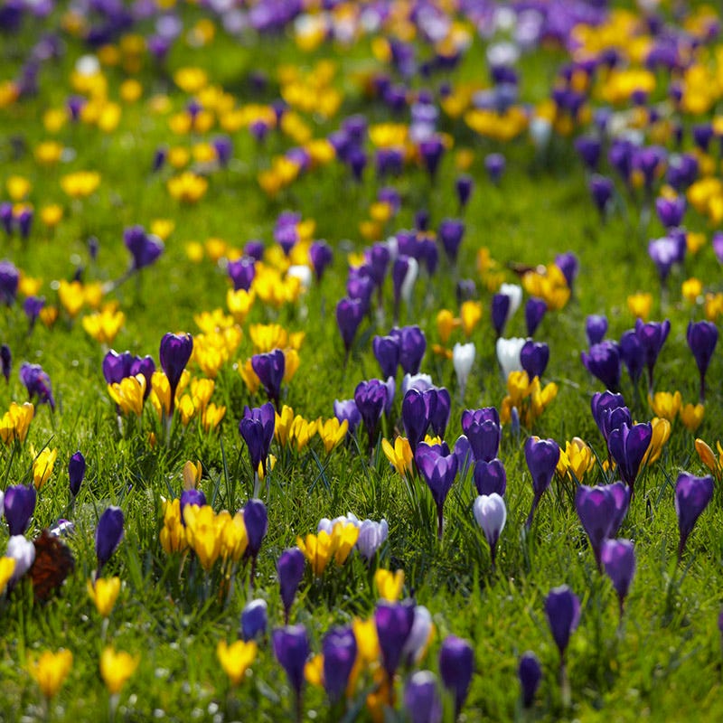 Snow Crocus Mix - Image 3