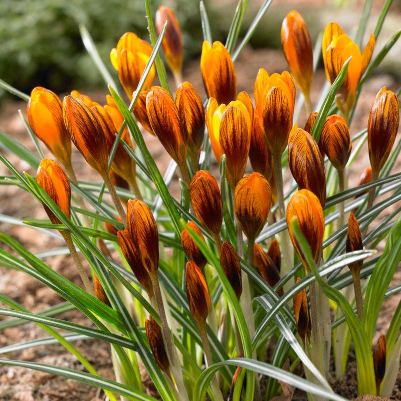 Orange Monarch Snow Crocus - Image 2