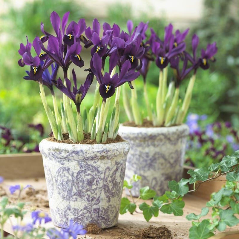 George Species Iris (Mini Iris) - Image 3