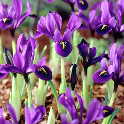 Wildflower Iris Bulb Collection - Image 4