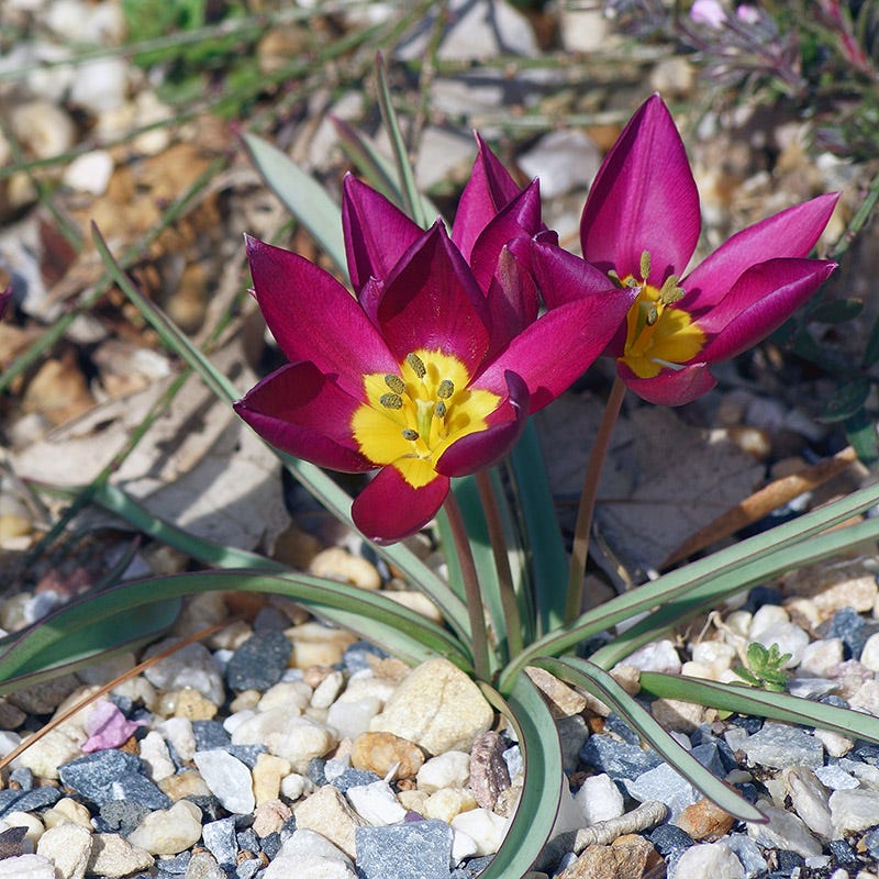 Featured Flower Bulbs