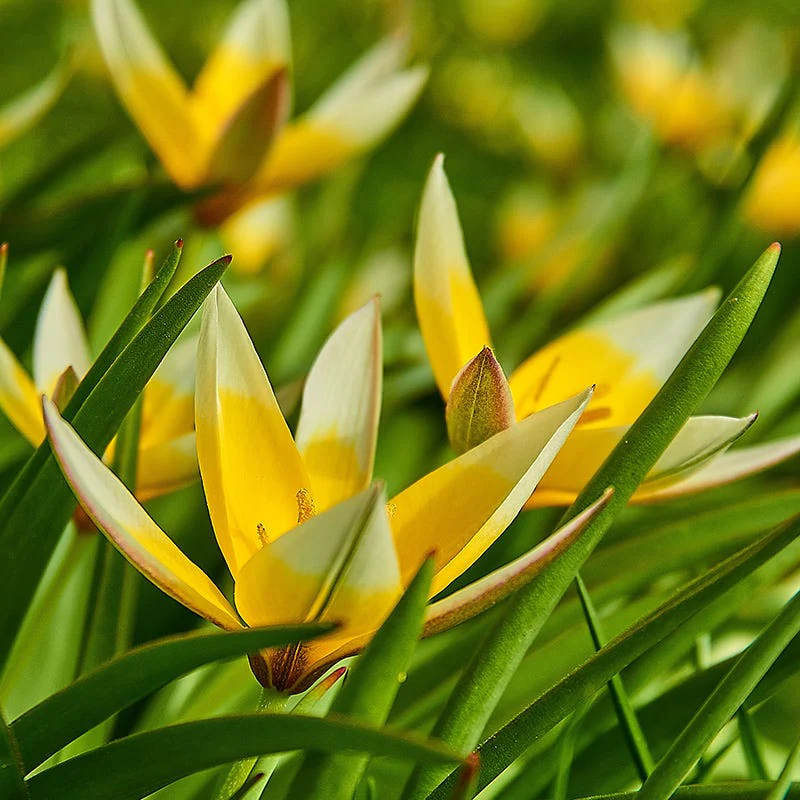 Early Spring Blooming Bulb Collection - Image 6