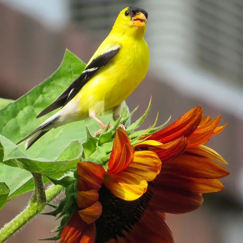 Sunflower Seeds (Helianthus) - Image 3
